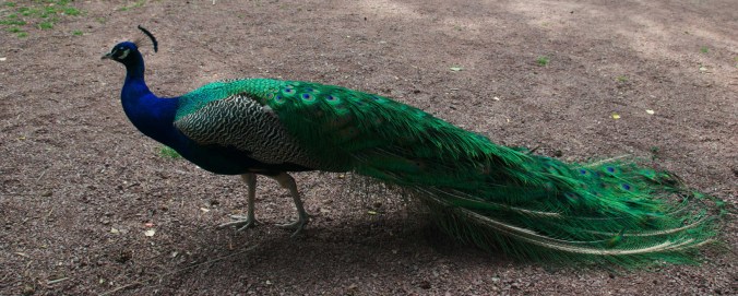 dirk-van-noyhuys-scaled