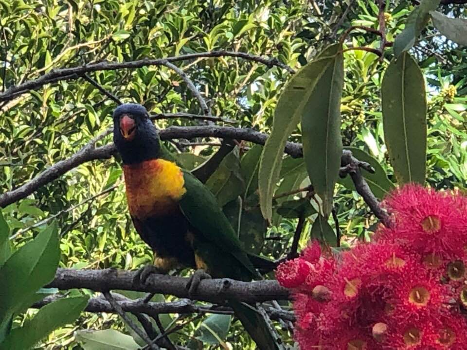 lorikeet