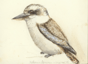 kookaburra